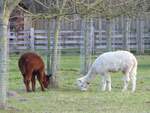 Alpacas in der Bauerschaft Vollenbrook bei Wettringen im Münsterland, 07.02.2022