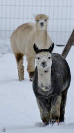 Diese beiden Alpakas sind im Schnee unterwegs.