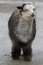 Alpaka (Lama pacos) am 2.10.2010 in der African Lion Safari in Cambridge,Ont.