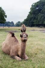 Dromedar im Knuthenborg-Safaripark auf der dnischen Insel Lolland (MARIBO, Storstrms Amt/Dnemark, September 1983) -- Foto eingescannt