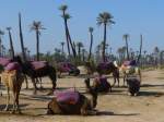 Marrakech, Dromedare in der Palmeraie.