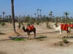 Marrakech, Dromedare in der Palmeraie.