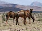 Dromedare (Camelus dromedarius) bei Assa / Marokko (2009).