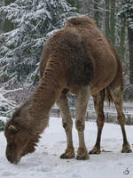 Ein Dromedar sucht etwas Essbares im kalten Schnee.