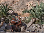 Ein Dromedar Mitte Dezember 2018 auf der Sinai-Halbinsel.