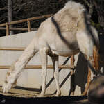 Ein weies Dromedar war Mitte Dezember 2010 im Zoo Madrid zu sehen.