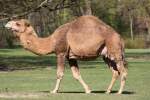 Dromedar (Camelus dromedarius) am 18.4.2010 im Tierpark Berlin.