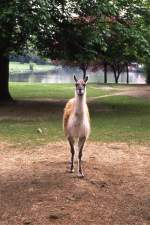 Guanako in Hagenbecks Tierpark (HAMBURG/Deutschland, 09.05.1989) -- eingescanntes Dia