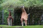 Guanakos   im Zoo Berlin am 14.08.2014