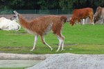 Ein Guanako im Serengetipark, dahinter ein Zwergzebu, 9.9.15