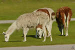 Guanako´s im Zoo Safaripark Stukenbrock.