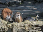 Guanakos und Emus im Zoo Dortmund.