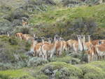 Guanakos im Torres del Paine Nationalpark - Patagonia im Januar 2017