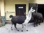 2 Lamas in Tierpark Gera