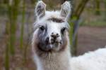 ,,Knnen diese Augen lgen”, gesehen im Tierpark Ueckermnde.