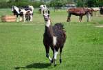 Lama auf einer Weide in Euskirchen-Stotzheim - 04.05.2012