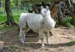 Lama im Hochwildpark Rheinland - 10.05.2015