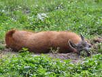 Ein mdes Lama Ende August 2019 im Wildpark Rosegg.