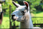 Kopf eines Lama (Lama glama) im Zoo Aschersleben.