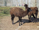Hingucker in Zeulenroda (Tiergehege) sind die Lamas.