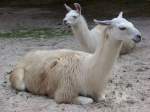 Zwei Lamas die sich ausruhen (31.07.10)
