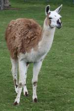 Lama (Lama glama) am 26.9.2010 im Jungle Cat World Wildlife Park in Orono,Ont.