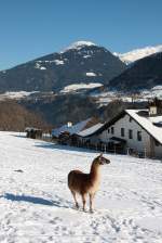 Lama im Schnee und im Hintergrund der Patscherkofel, Telfes im Stubaital am 05.01.2011