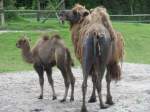 Baktrisches Kamel im Zoo von Oppeln (Opole) am 31.05.2013