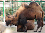 Zwei Trampeltiere beim Essen fassen, fotografiert im Zoo Barcelona (Dezember 2011)