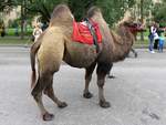 Auch dieses Kamel wartet auf Reiter auf dem Stadtfest in Kolpino, St.