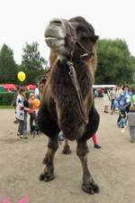 Wie ein Promi auf dem roten Teppich posiert dieses Kamel auf dem Stadtfest in Kolpino, St.