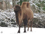 Ein Trampeltier geniet die Zeit im Schnee.