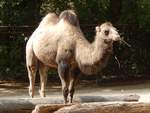 Ein Trampeltier im Zoo Rostock am 19.08.2018