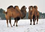 2 winterfeste Kamele mit dickem Pelz auf einer Weide in Kirchheim - 07.01.2010