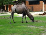 Ein Trampeltier (Camelus ferus f.