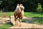 Trampeltier (Camelus ferus) im Zoo Aschersleben.
