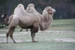 Ein Trampeltier (Camelus bactrianus) im Winterfell auf der noch grnen Wiese.