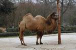 Ein Trampeltier (Camelus ferus) an der Fellbürste.