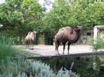 Kamele im Berliner Zoo