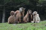 Die Trampeltiere (Camelus bactrianus) warten auf besseres Wetter.