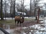 Trampeltier im Chemnitzer Tierpark am 13.01.2011