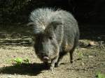 Chaco-Pekari (Catagonus wagneri, Mnnchen im Tierpark Berlin.