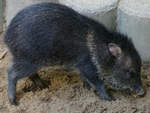 Ein Halsbandpekari im Zoo Wuppertal.