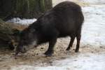 Sdliches Weibartpekari oder auch Sdliches Bisamschwein (Tayassu pecari pecari) untersucht im Schnee die Hinterlassenschaften eines Artgenossen.