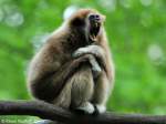 Weihandgibbon (Hylobates lar) im Tierpark Cottbus.