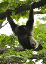 Borneo-Gibbon (Hylobates muelleri) im Tierpark Cottbus.