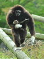 Weihandgibbon-Weibchen mit Jungtier (Hylobates lar) im Tierpark Berlin (Oktober 2014).