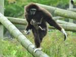 Weihandgibbon-Weibchen mit Jungtier (Hylobates lar) im Tierpark Berlin (Oktober 2014).