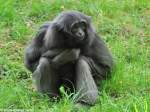 Borneo-Gibbon (Hylobates muelleri) im Tierpark Cottbus (Mai 2011).