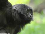 Borneo-Gibbon (Hylobates muelleri) im Tierpark Cottbus (Mai 2011).